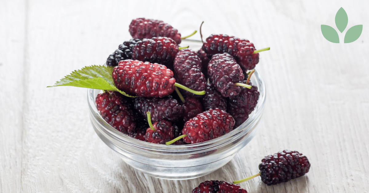 mulperi-marja terveysvaikutukset