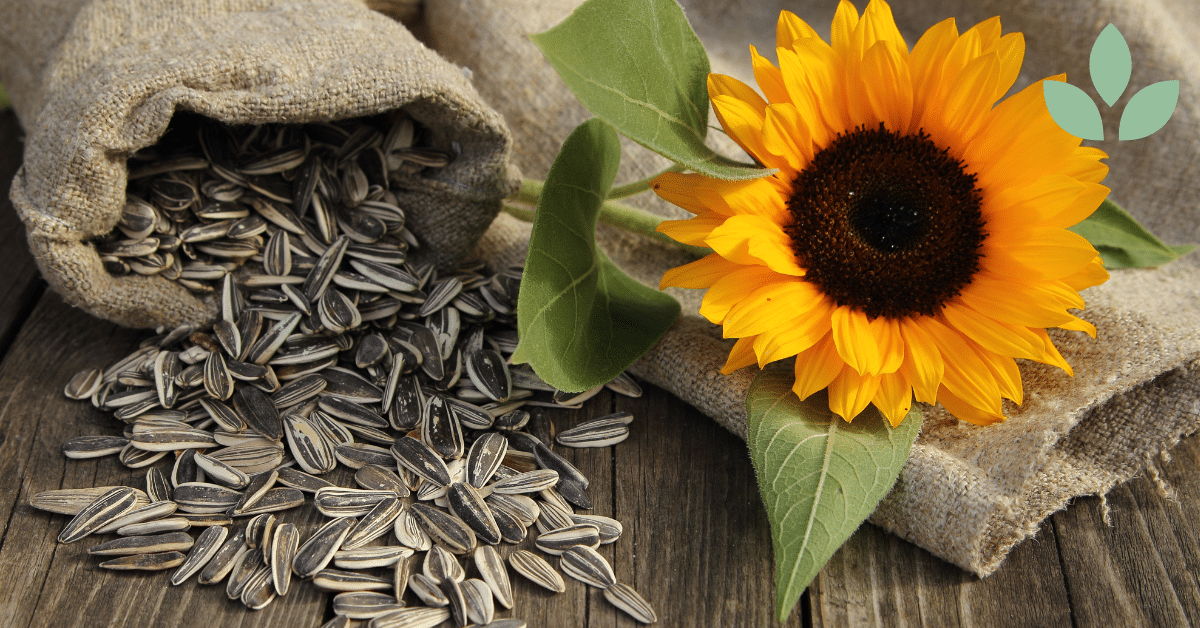 auringonkukan siemenet terveysvaikutukset