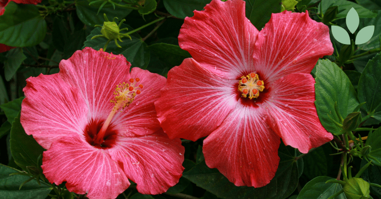 hibiscus terveysvaikutukset