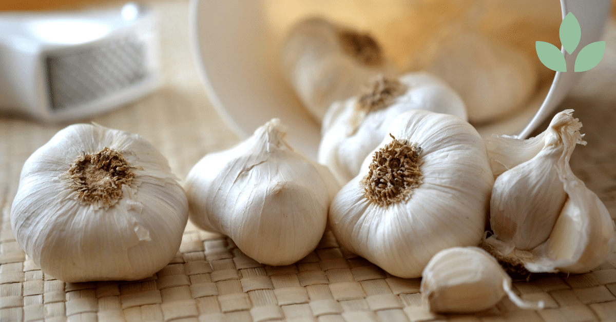 valkosipulin terveysvaikutukset