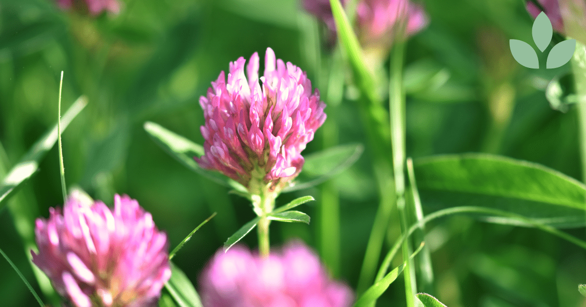 puna-apila terveysvaikutukset