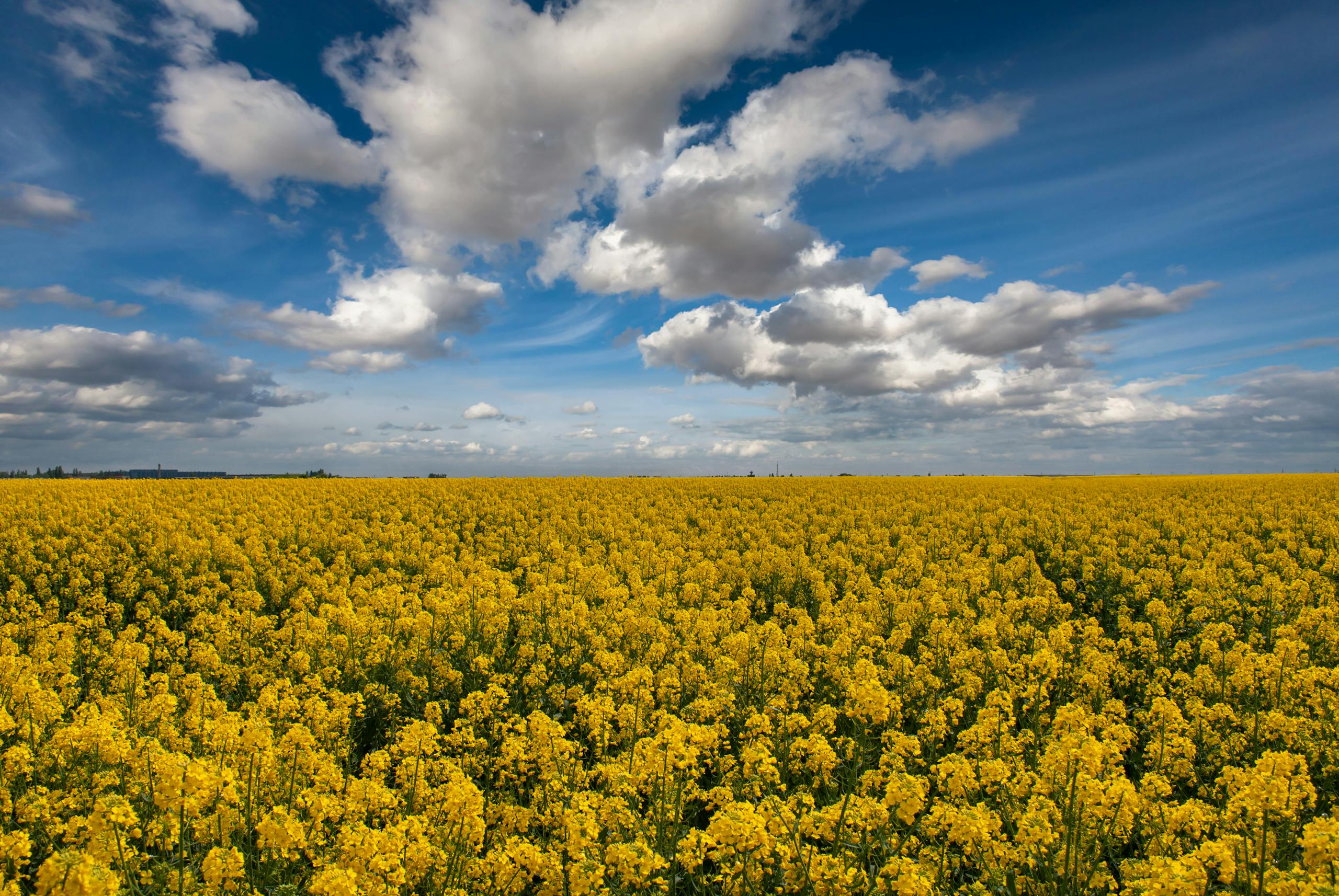 onko rypsiöljy terveellistä