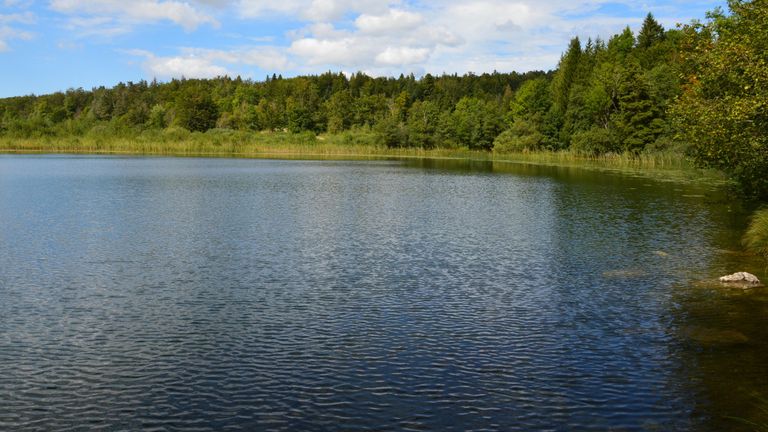 järvisyyhy