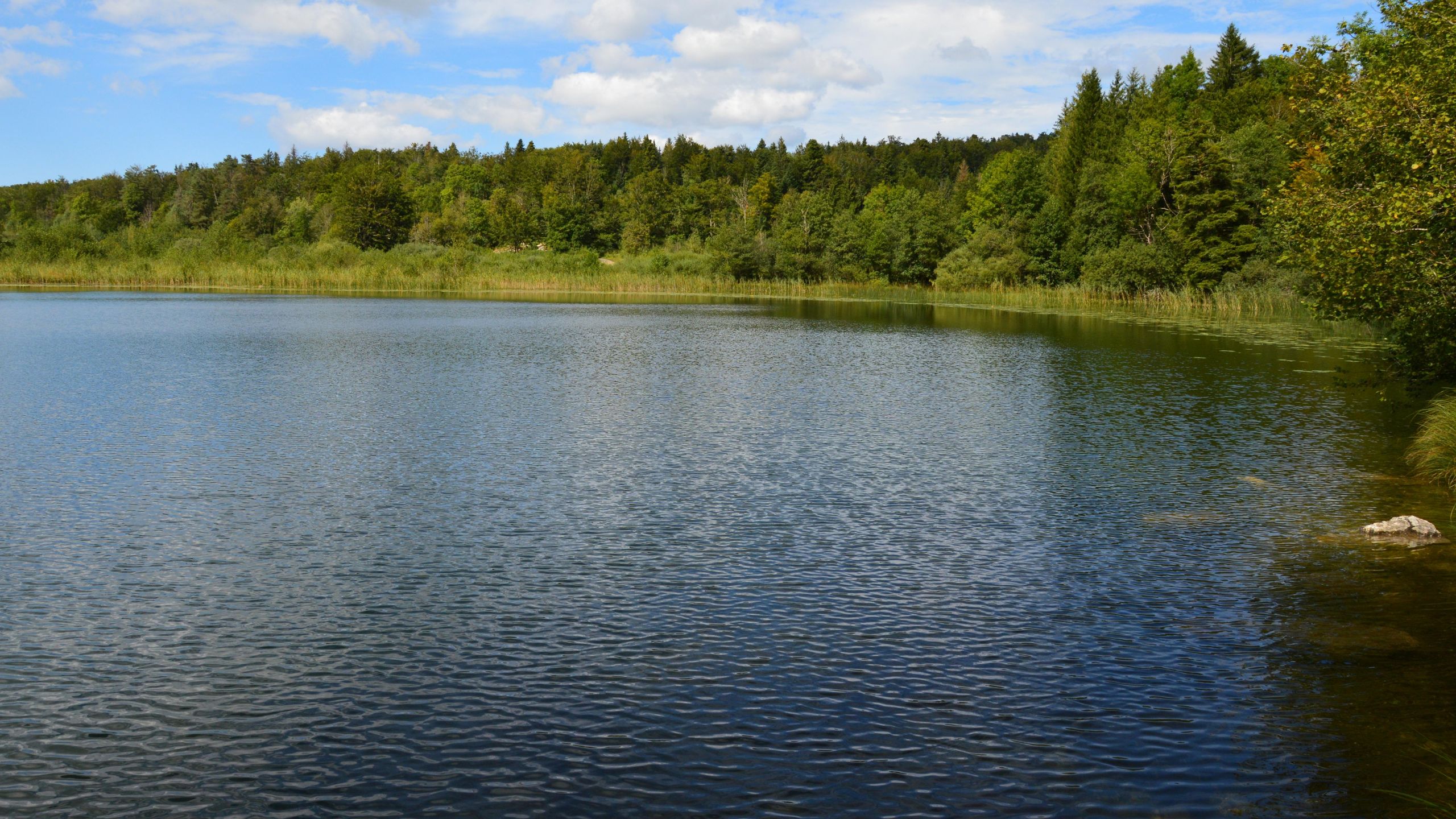 järvisyyhy
